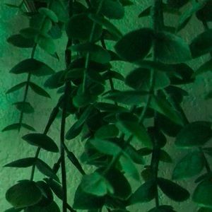 Meet your Posher, Socorro